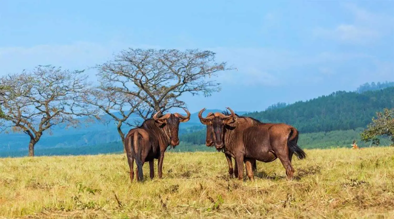 Wildebeest standing and grazing in Mlilwane Wildlife Sanctuary, near Lidwala Lodge